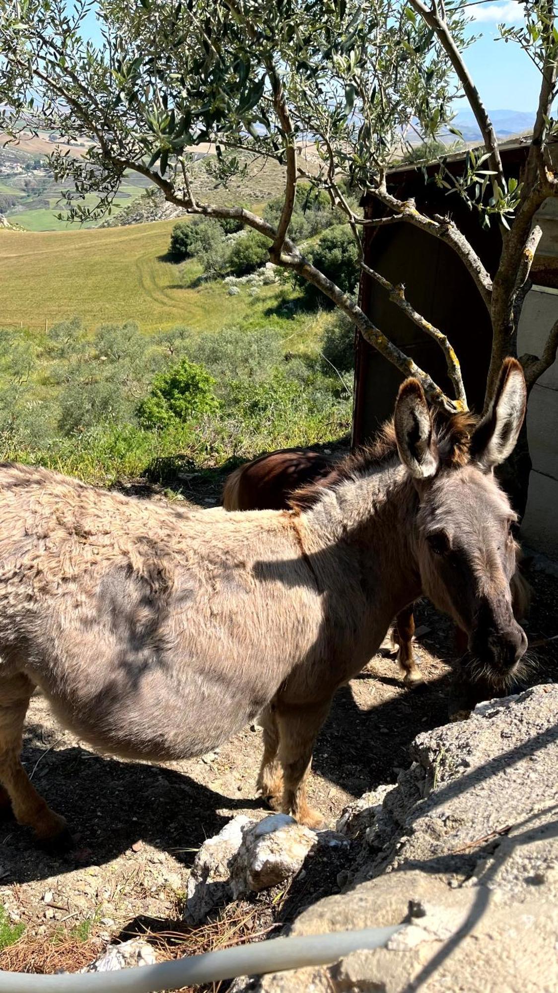 Agriturismo Villa Assunta Santa Caterina Villarmosa Buitenkant foto